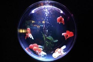 1841424103-fish-bowl-846060_1920-vgkg-480x320-MM-100-min.jpg